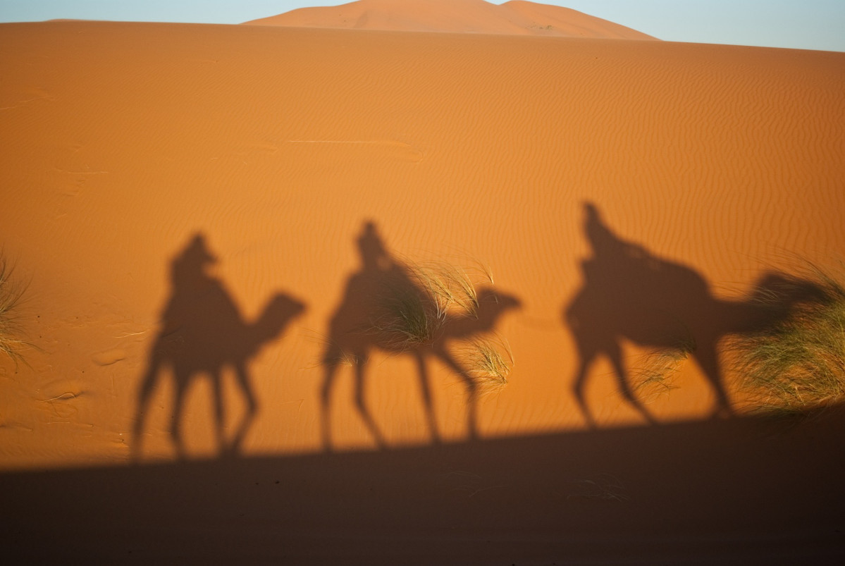 Camels 897658 1920