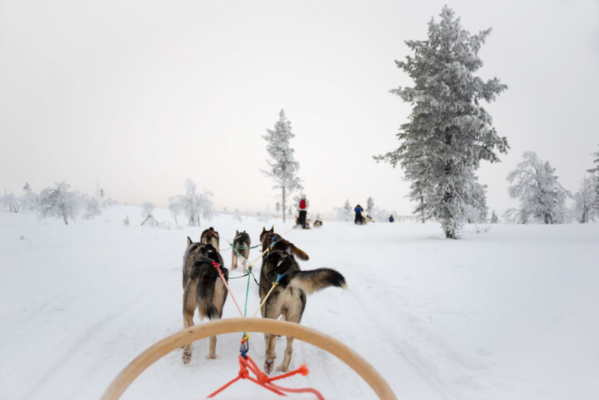 Finlandi, tiro de Huskis
