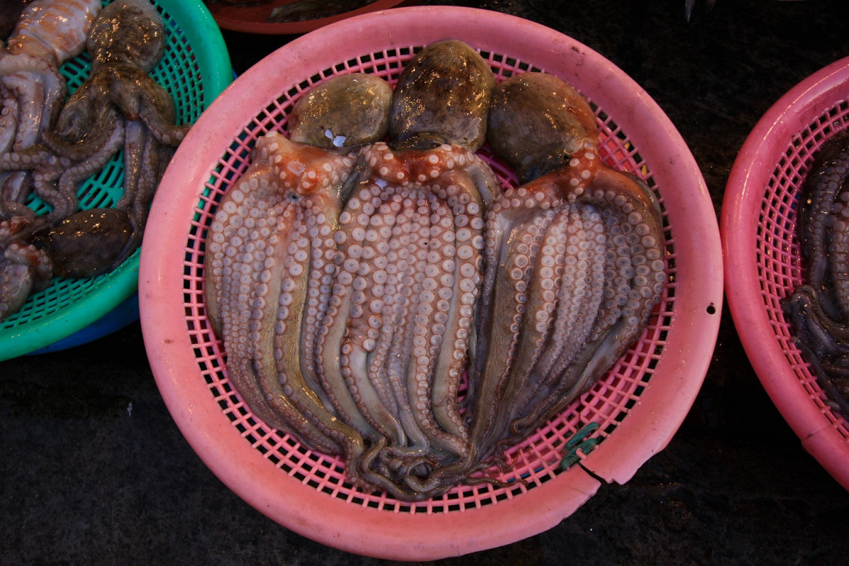 Busan Pulpo