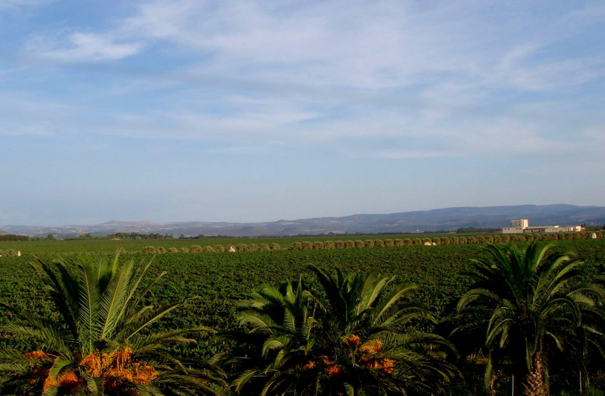 Vino sardegna 1