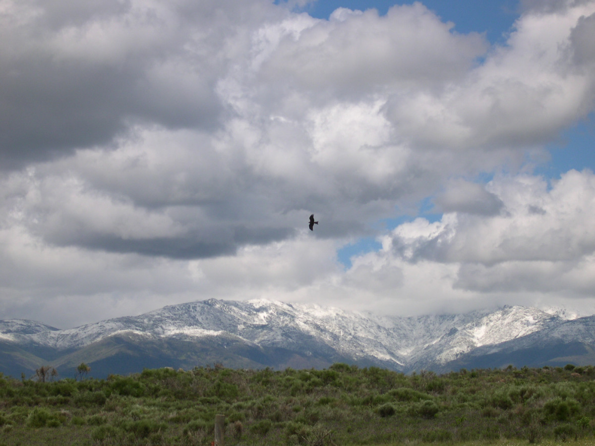 Naturaleza en La Vera. Sierra y u00e1guila. Carlos Daucousse