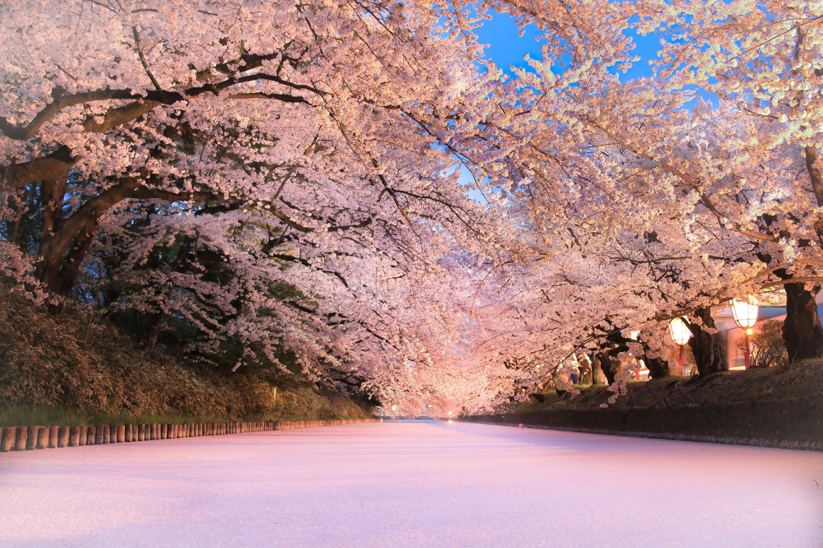 Floraciu00f3n de cerezos en Hirosaki u00a9Hirosaki Tourism 1536