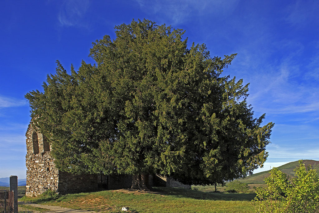 25 San Cristobal de Valdueza. Tejo milenario