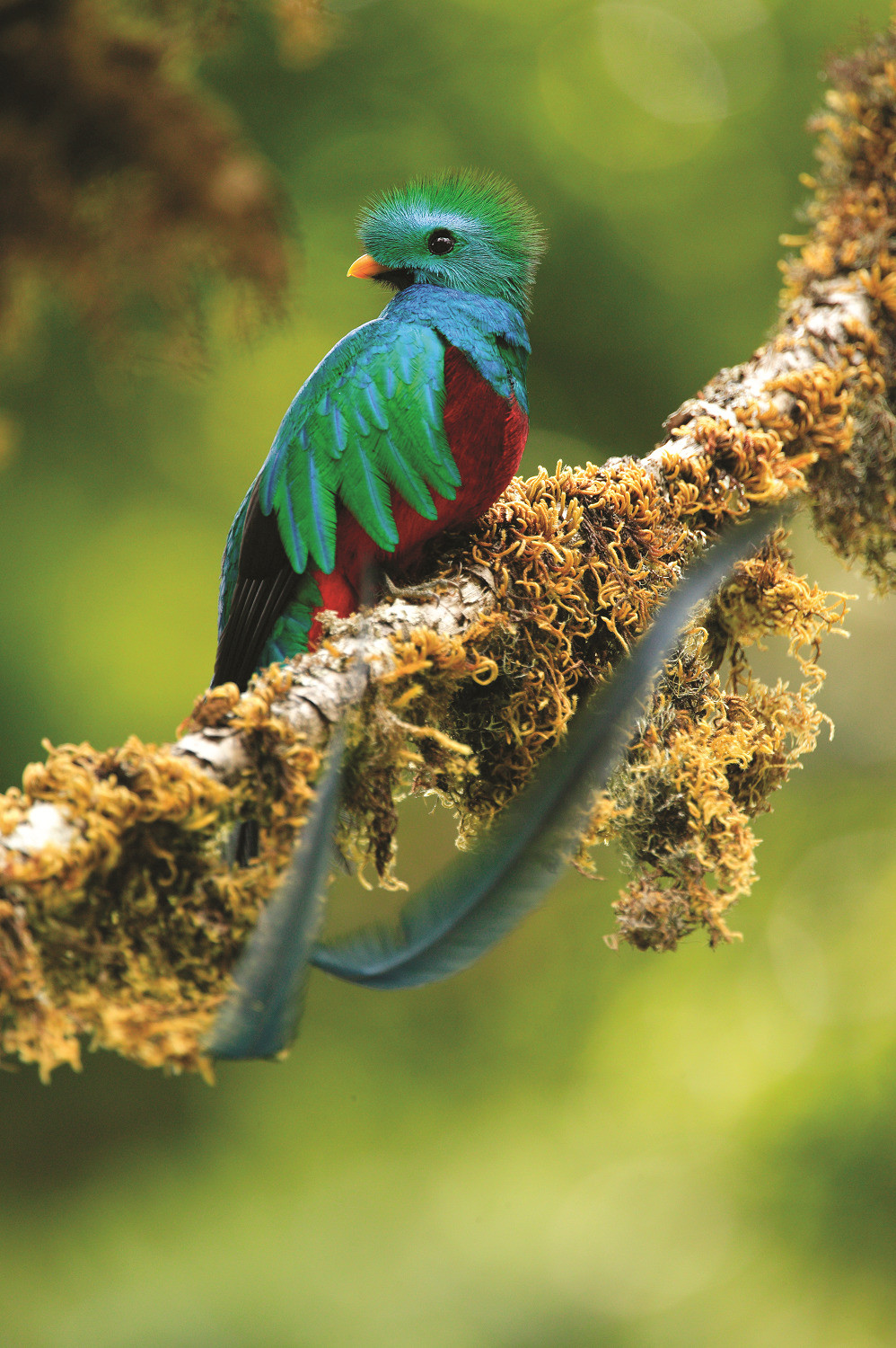 Quetzal 2 1500