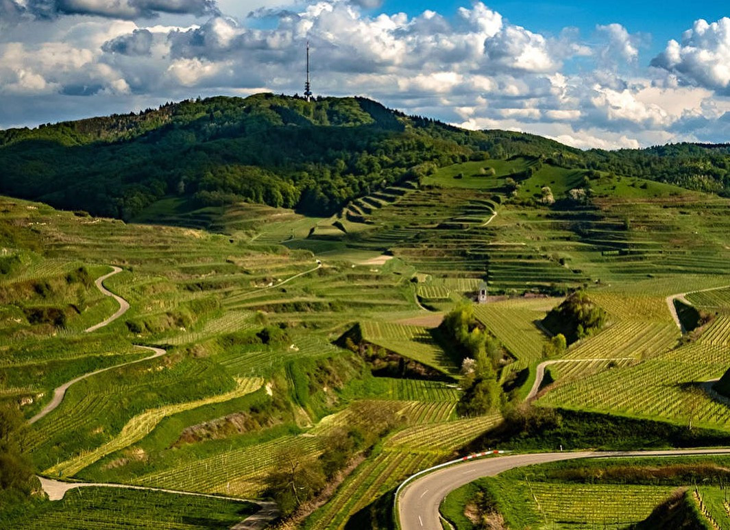 Viu00f1edos de Kaiserstuhl 