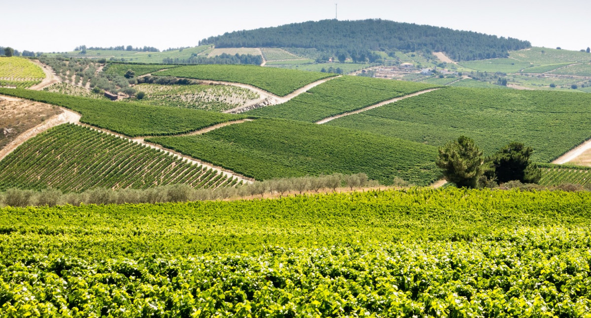 Portugal Favaios viu00f1edos quinta da avessada douro viu00f1ateiro 1500