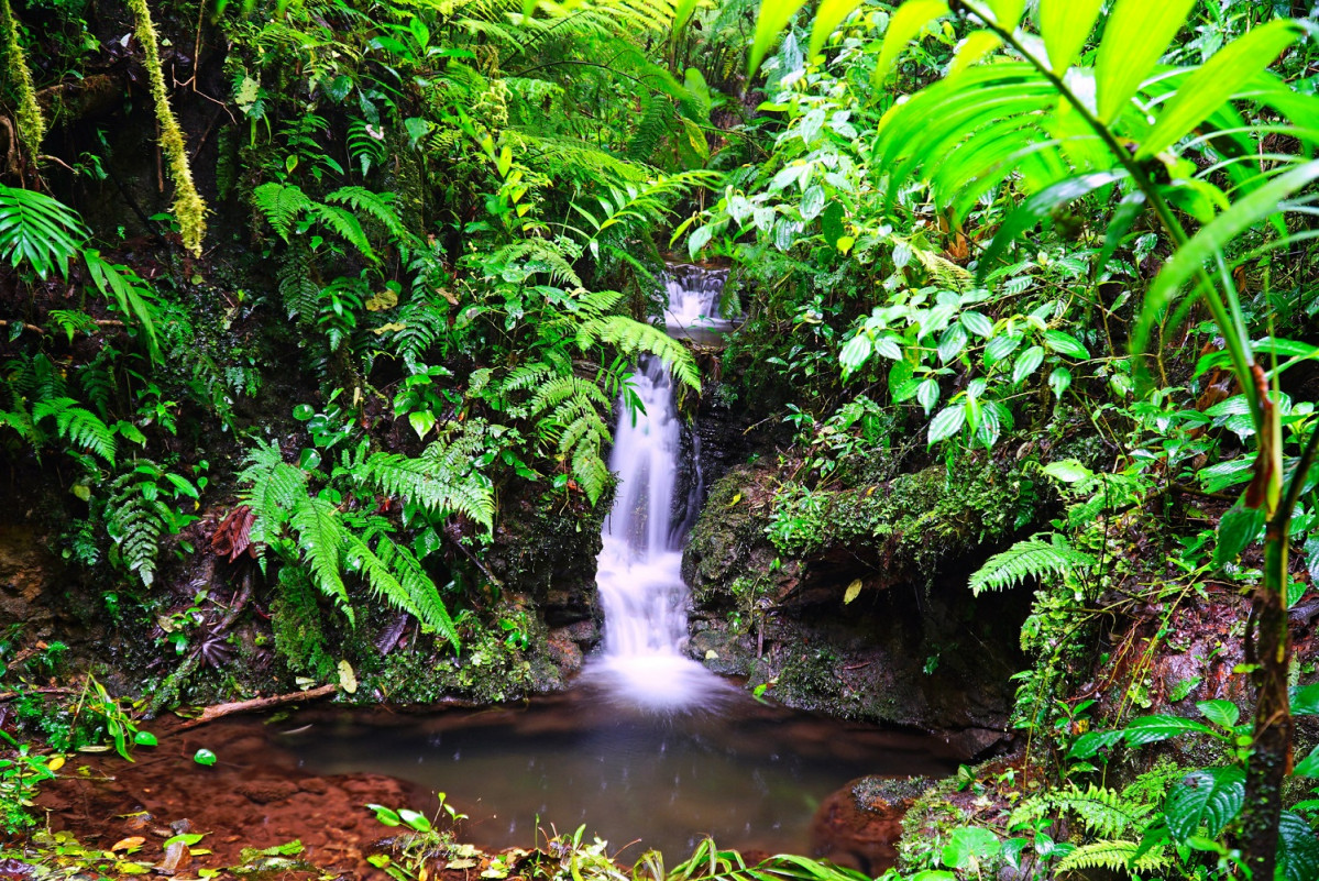 Costa Rica, Santa Elena Cloud Forest, Monteverde,  2020