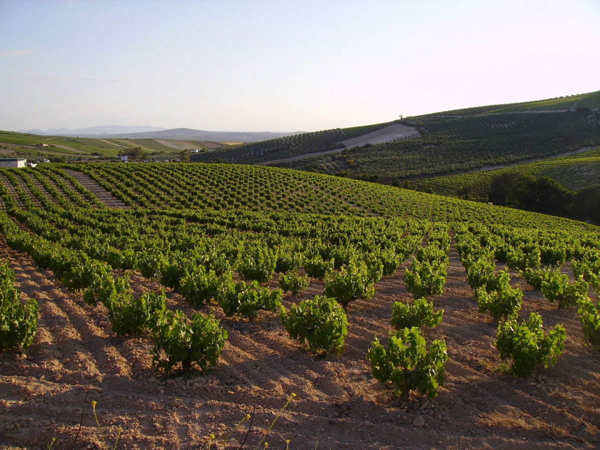 Paisaje de viñedo de la DOP Montilla moriles 15