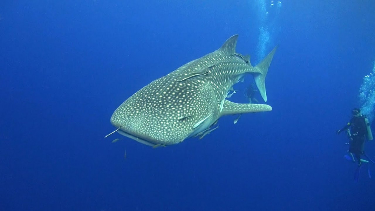 Tahilandia Koh Tao Buceo