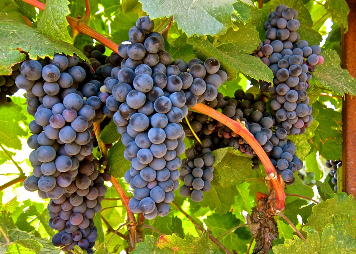 Uva Tannat Uruguay inicola 1494