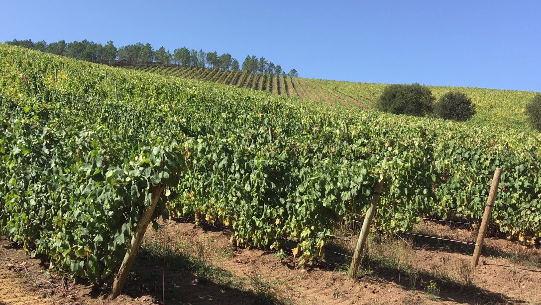 VIÑEDO TERRAS GAUDA CAÍÑO BLANCO