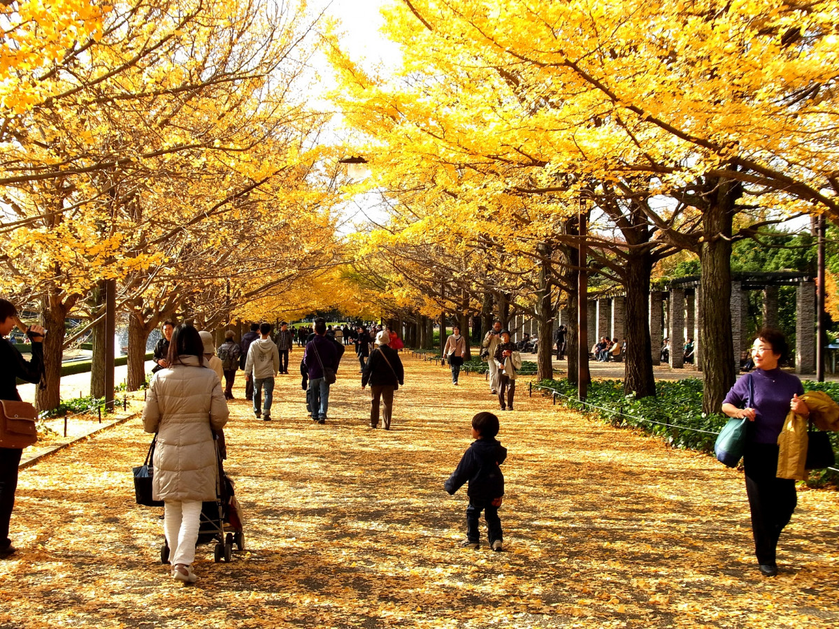 Tokyo Showa Memorial Park 1600