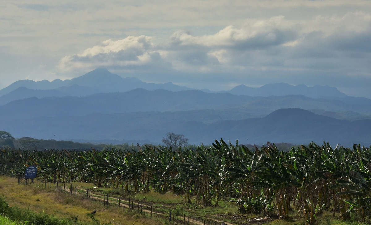 Cuba, Plantaciu00f3n de olatanos al fodo los montes de la sierra de Escambray 2019 1500