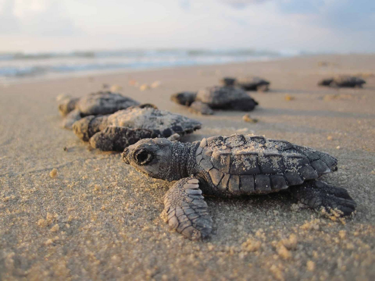 Malasia Viajes Selingan Tortuga Primer Plano Playa