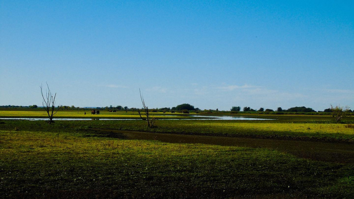 Uruguay Esteros De Farrapos.