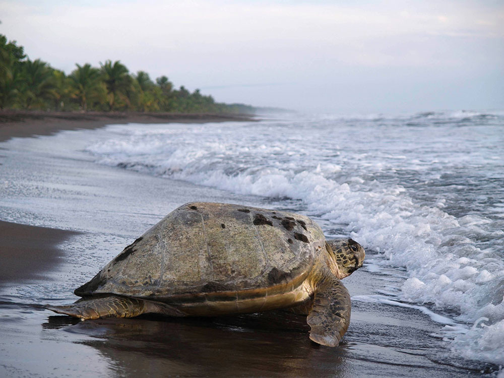 Tortuguero costarica
