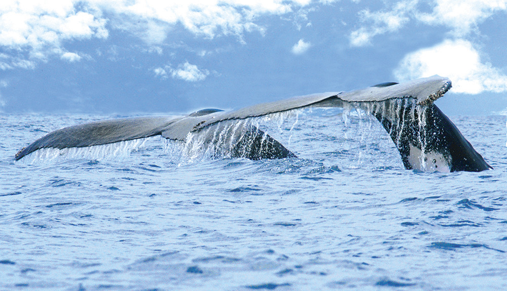 Ballenas costarica