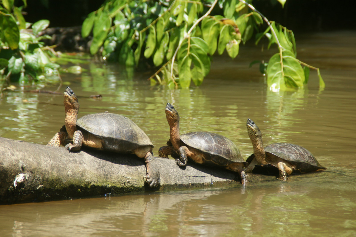 Costa Rica Parque tortuguero