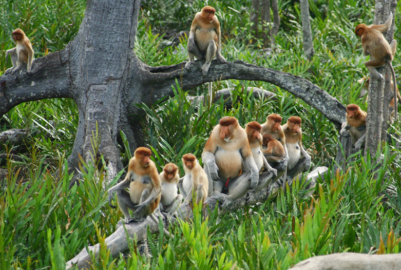 Malasia Viajes Borneo Nasenaffen 800x500