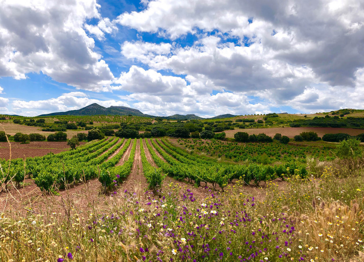 9. RV GARNACHA CAMPO DE BORJACampo de Borja