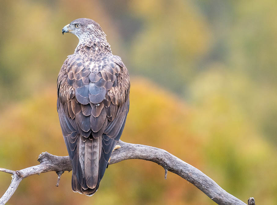 20. RV RIBERA DEL GUADIANA. Sierra de Hornachos. Observaciu00f3n de aves