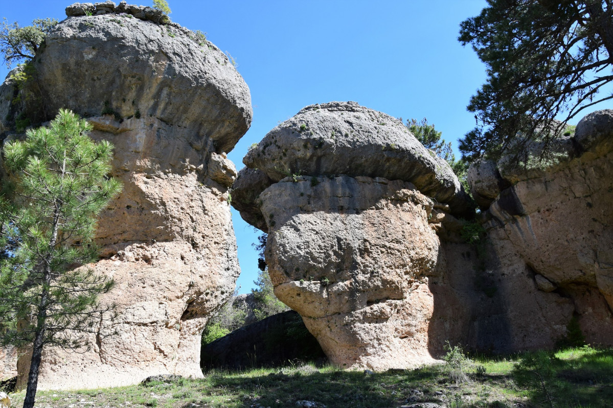 Cuenca, Hongos