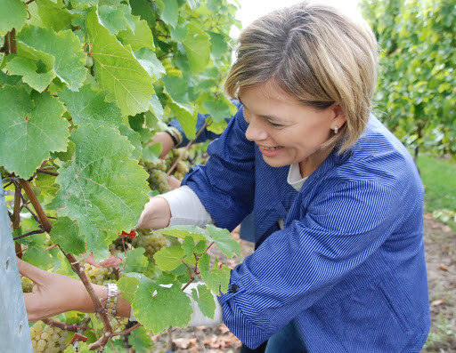 En la vendimia familiar (Foto Pfälzer Weinblog)