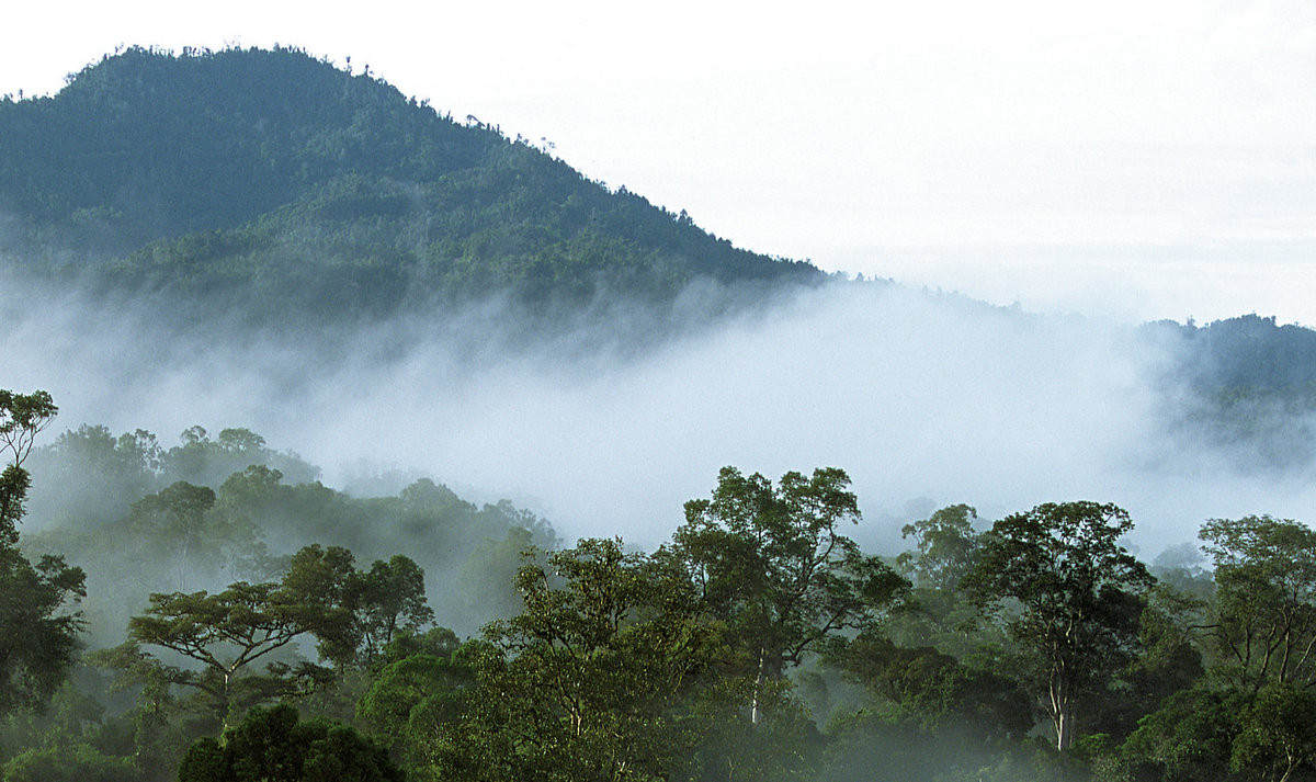STB mulu rainforest 01a