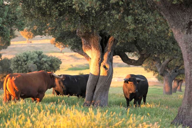 Toro y dehesa