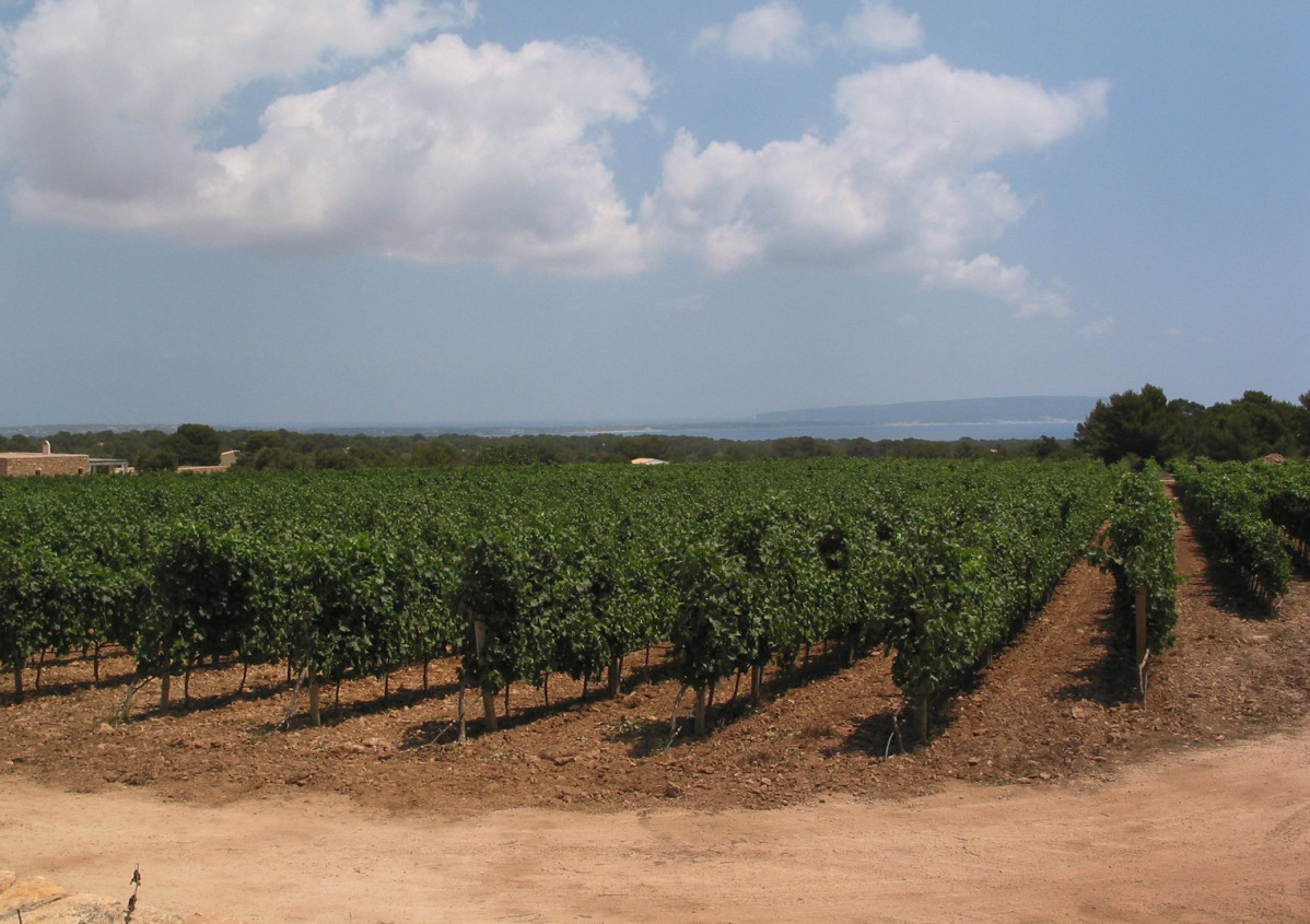 Formentera Cap Barbaria  vinya 1521