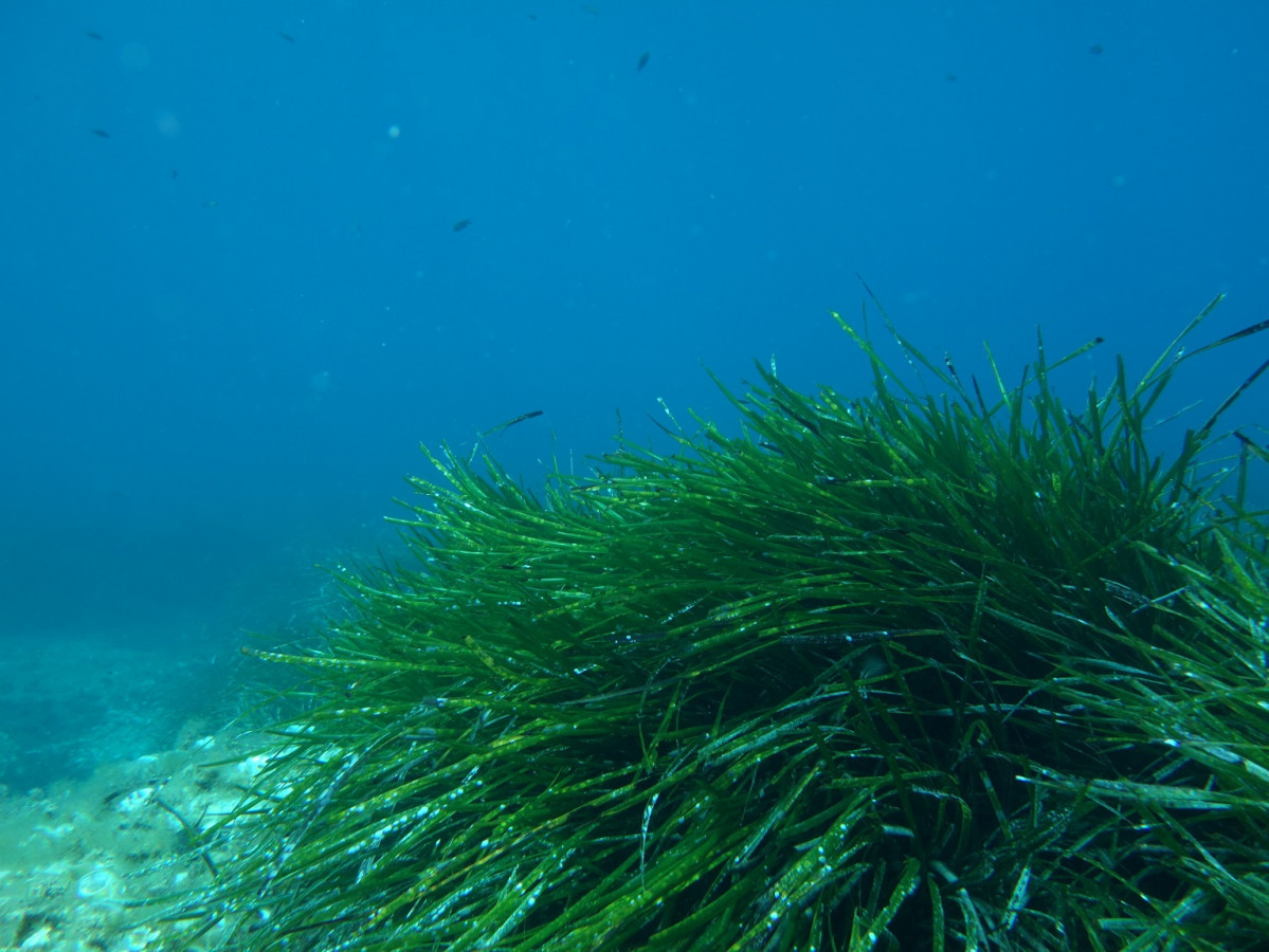 Posidonia Oceánica, Formentera