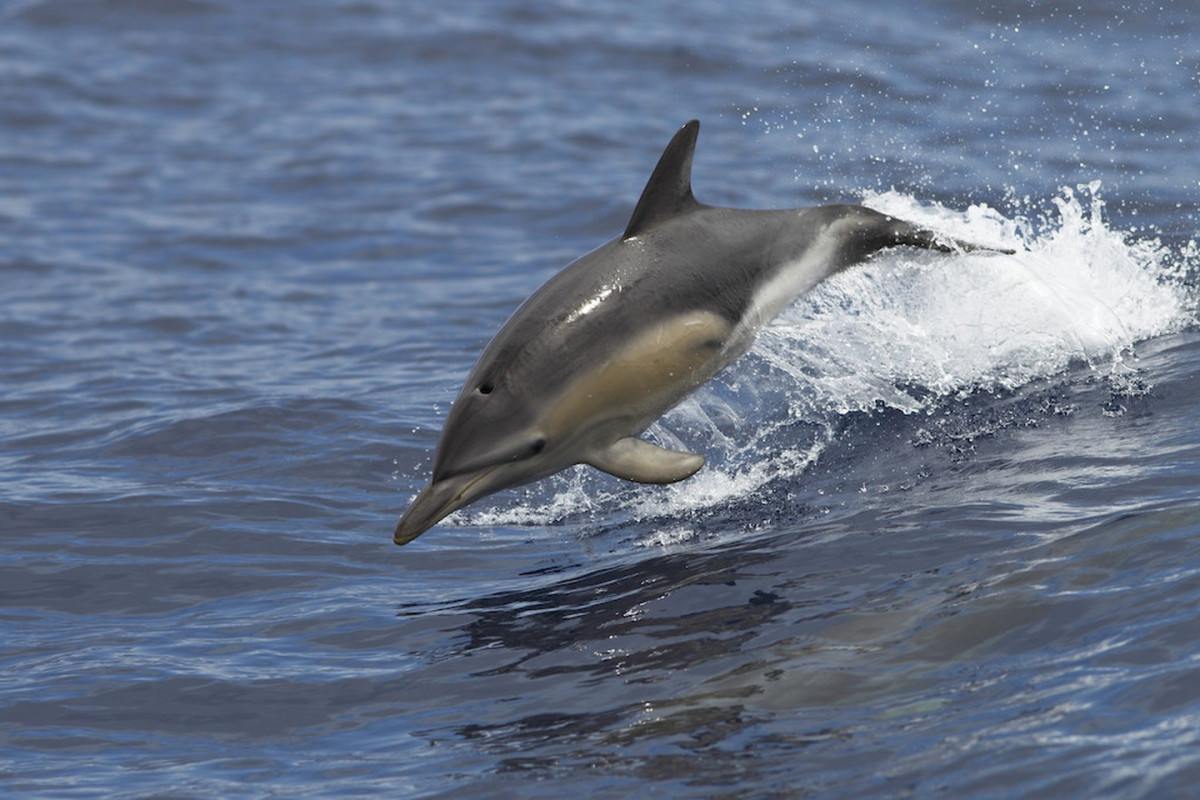 Dolphin