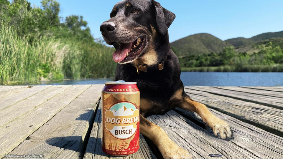 Cerveza perros 1 (3)