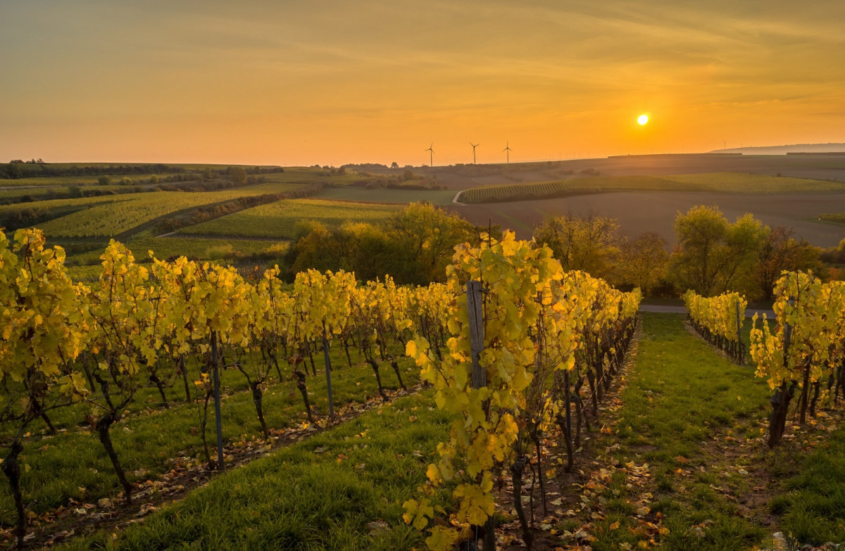 Rheinhessen Viu00f1edos, Alemania