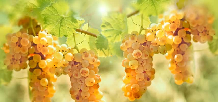 Riesling Grapes   452161258