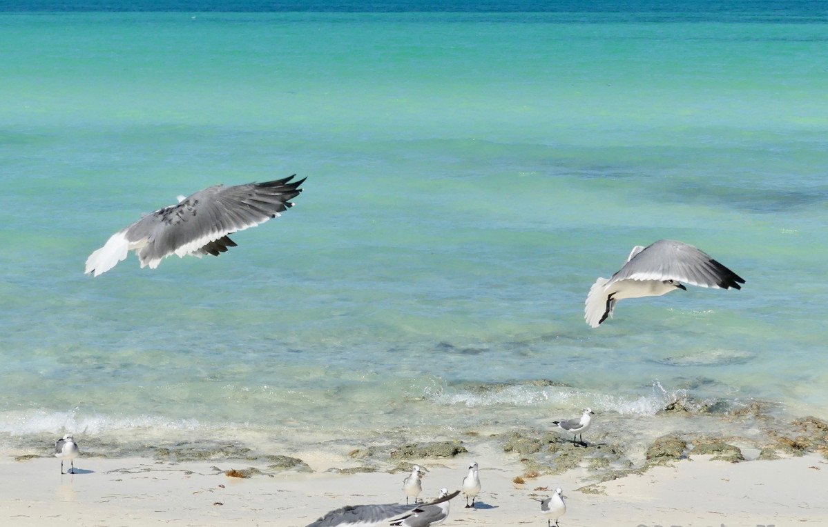 Playa de las gaviotas, Cayo Santa Maria, Cuba 1541