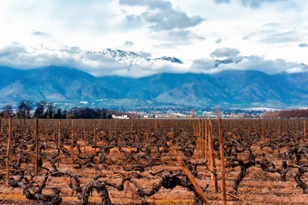 Vina cousino macul cordillera andes