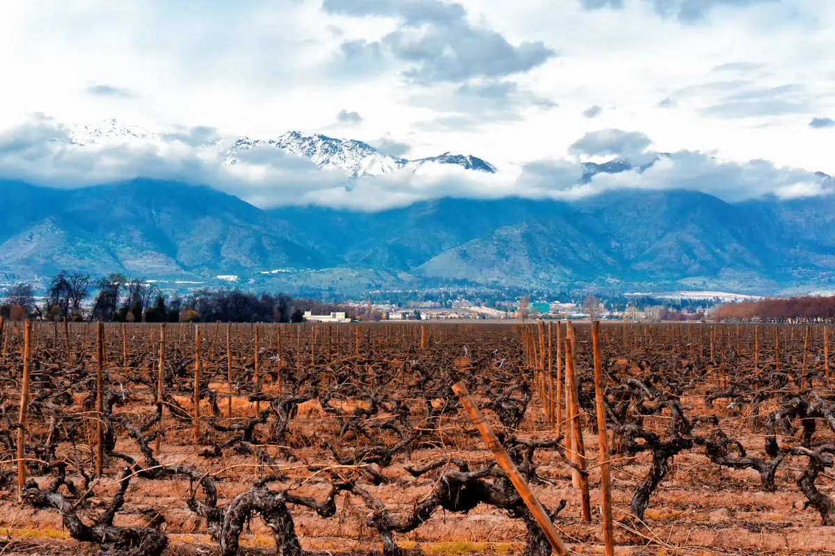 Vina cousino macul cordillera andes