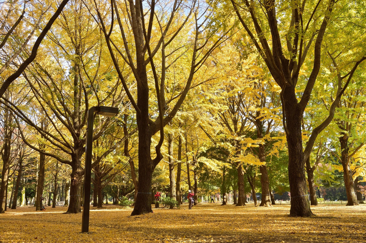 Tokyo Parque de Yoyogi  1500