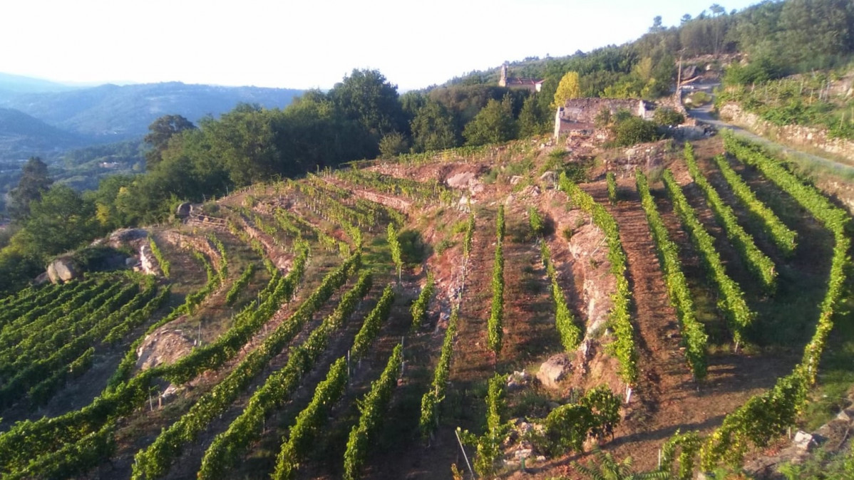 Paisaje vinu0303edo. RUTA DEL VINO Ribeiro Enoturismo.  Autor Antu00f3n Alonso