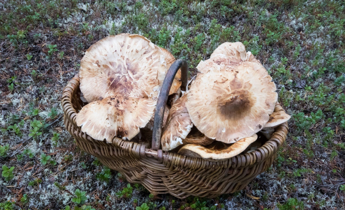 Japu00f3n Matsutake f 1533