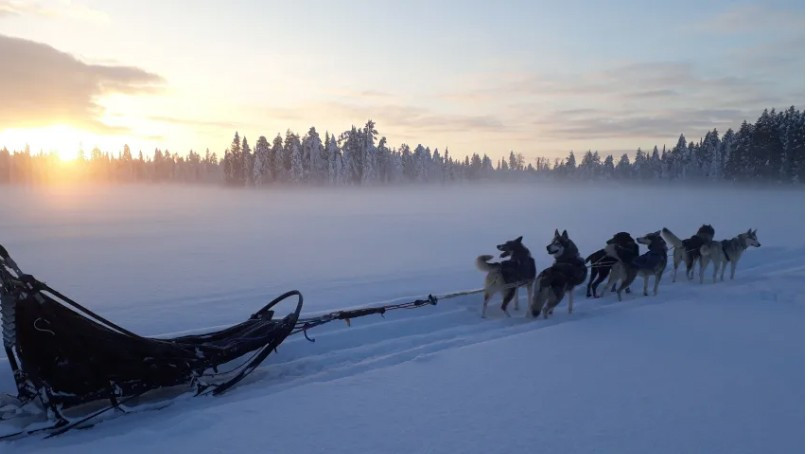 Paseo invernal trineo perro atardecer