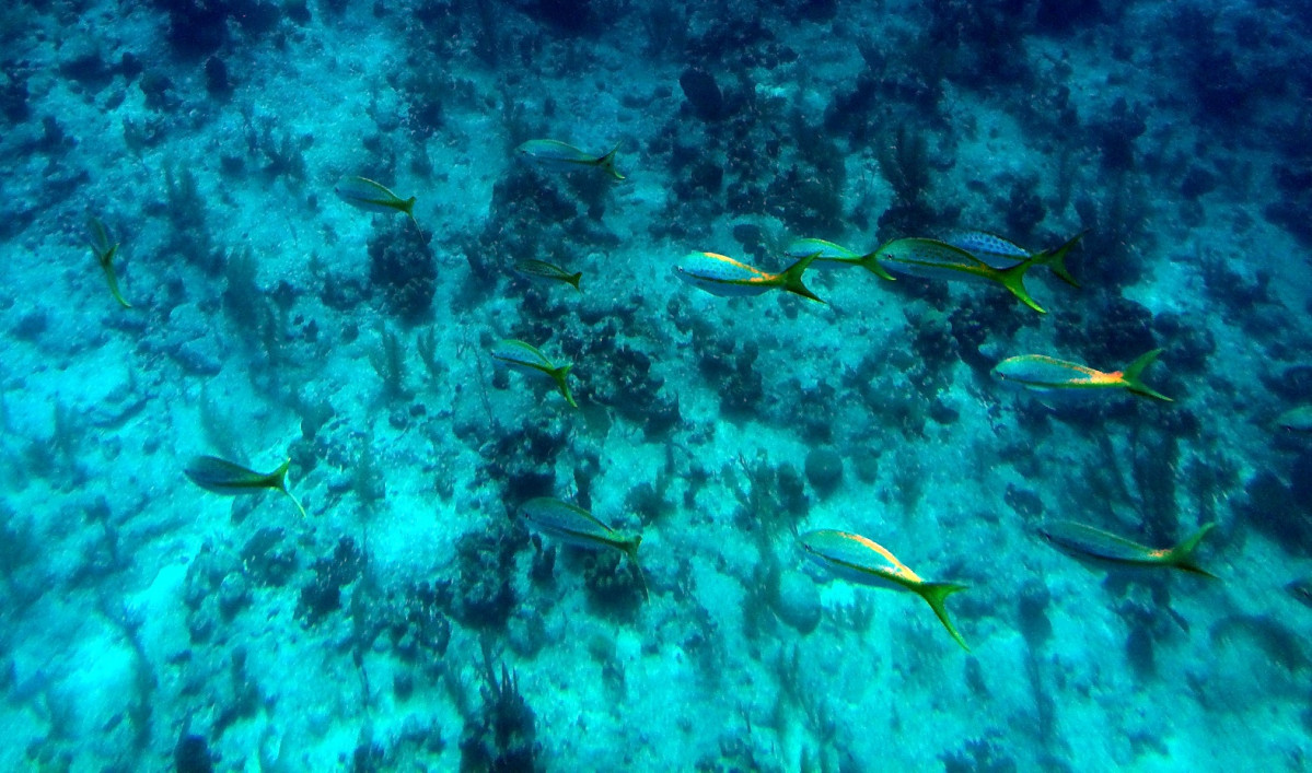 Turks and Caicos Islands Coral Reef 1574