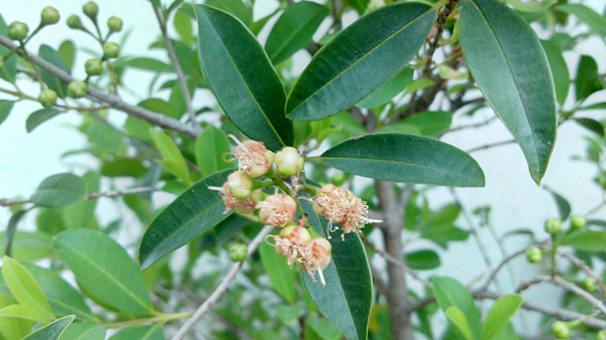 Arbol yerba mate