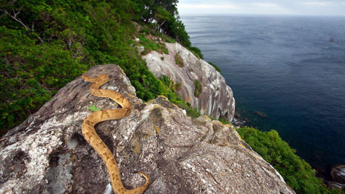 Ilha de queimada grande 1777