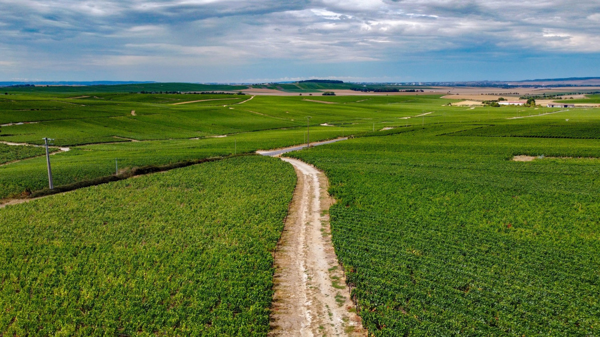 Reims campos de viu00f1edos jonne makikyro oRdQ fLUF8M unsplash