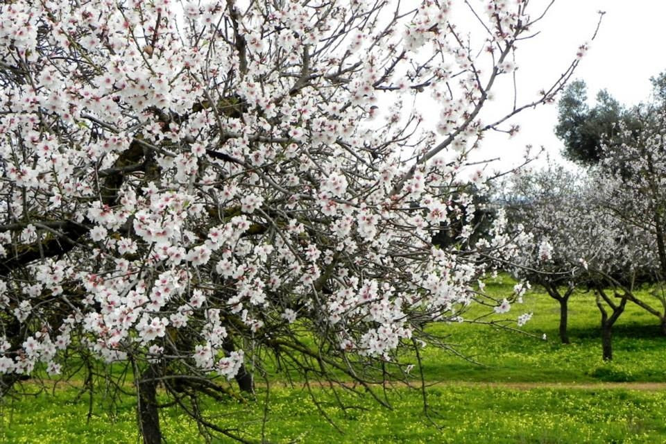 Almendros en flor Lenda A