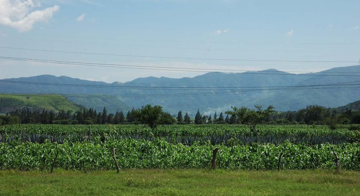 Jala Landscape in Jala, Nayarit, Mexico, with maize and agave 1500