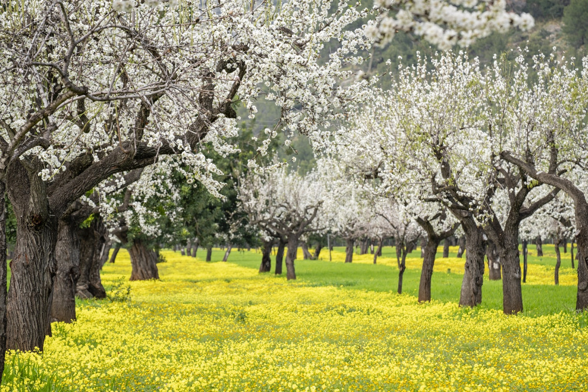 Almendros en flor 6 mallorca