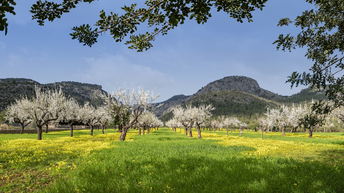 Almendros en flor 1 Mallorca